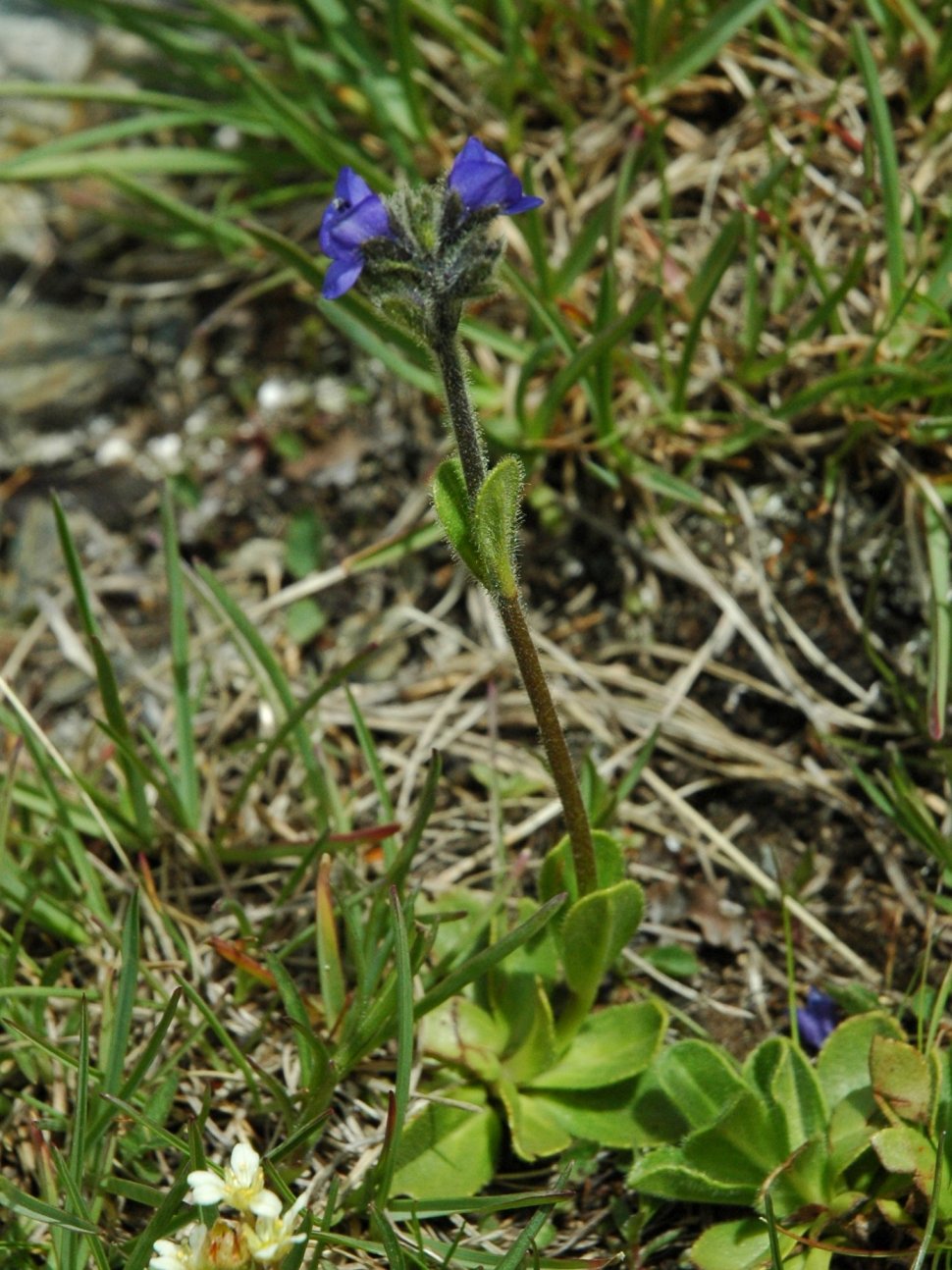 Veronica bellidioides / Veronica con foglie di margherita